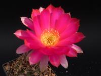 Thumbnail of 1721.1_Lobivia hualfinensis x winteri_20120523-001.jpg